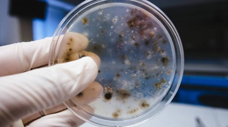 infecções fúngicas