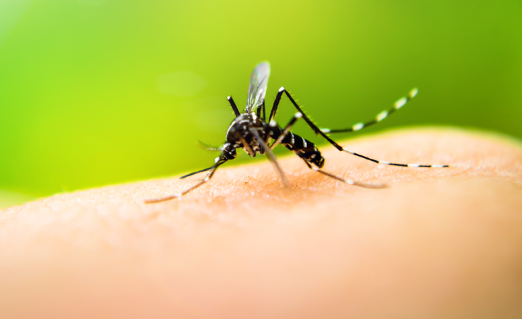 ANS e Ministério da Saúde promovem webinário sobre enfrentamento à dengue e chikungunya