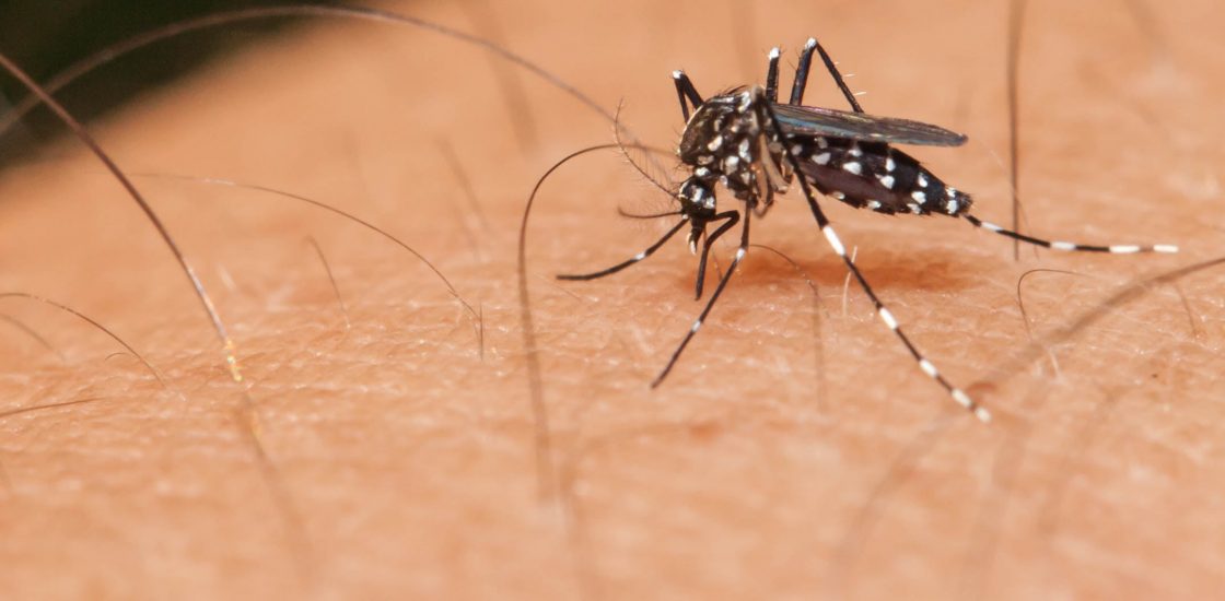Mosquito sucking blood on a human hand
